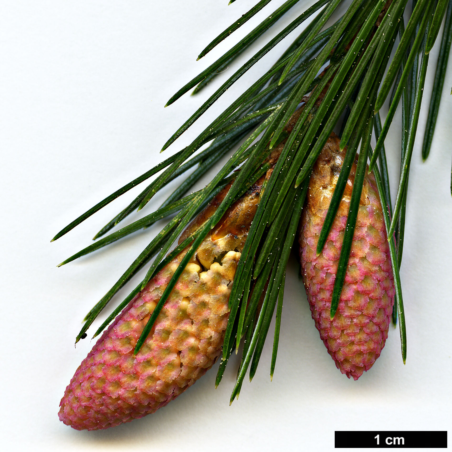 High resolution image: Family: Pinaceae - Genus: Picea - Taxon: spinulosa 